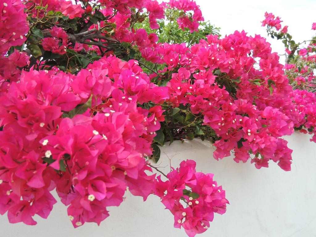 Villa Bougainvillea Aruba, The Tango Suite 팜비치 객실 사진