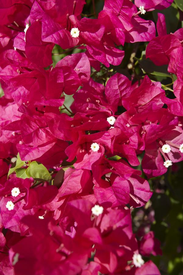 Villa Bougainvillea Aruba, The Tango Suite 팜비치 외부 사진