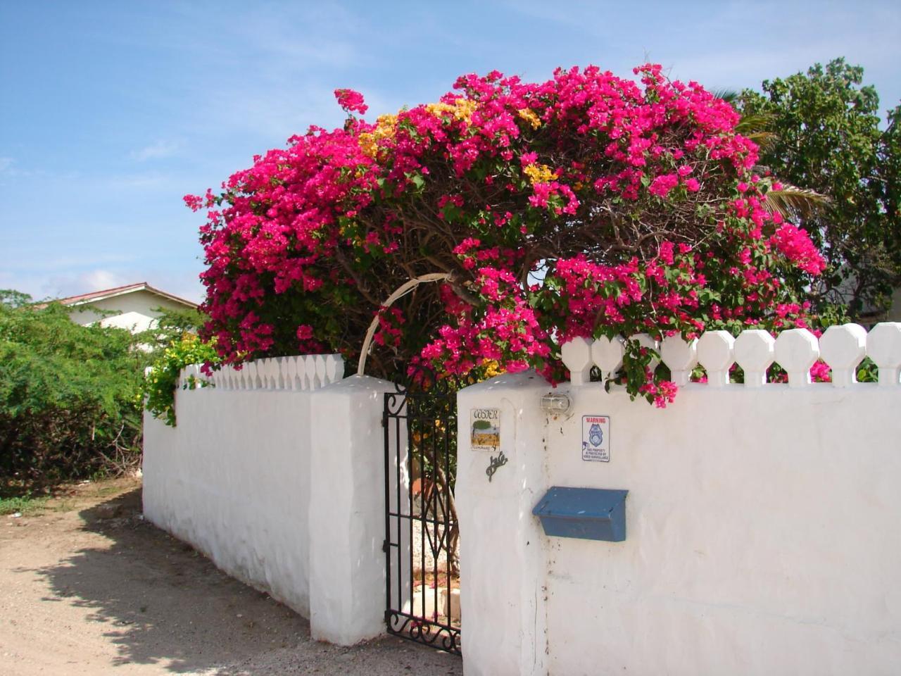 Villa Bougainvillea Aruba, The Tango Suite 팜비치 외부 사진