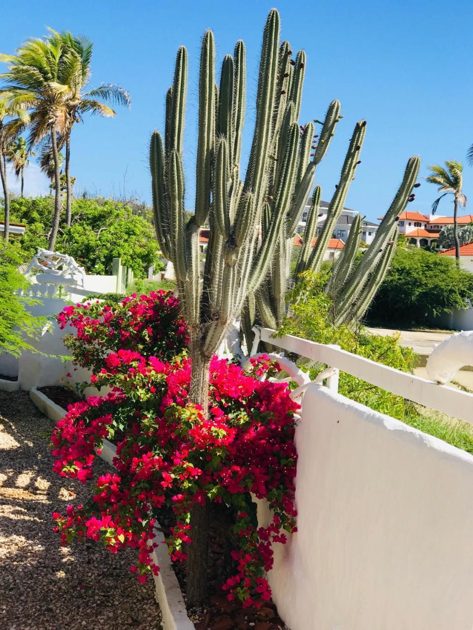 Villa Bougainvillea Aruba, The Tango Suite 팜비치 외부 사진